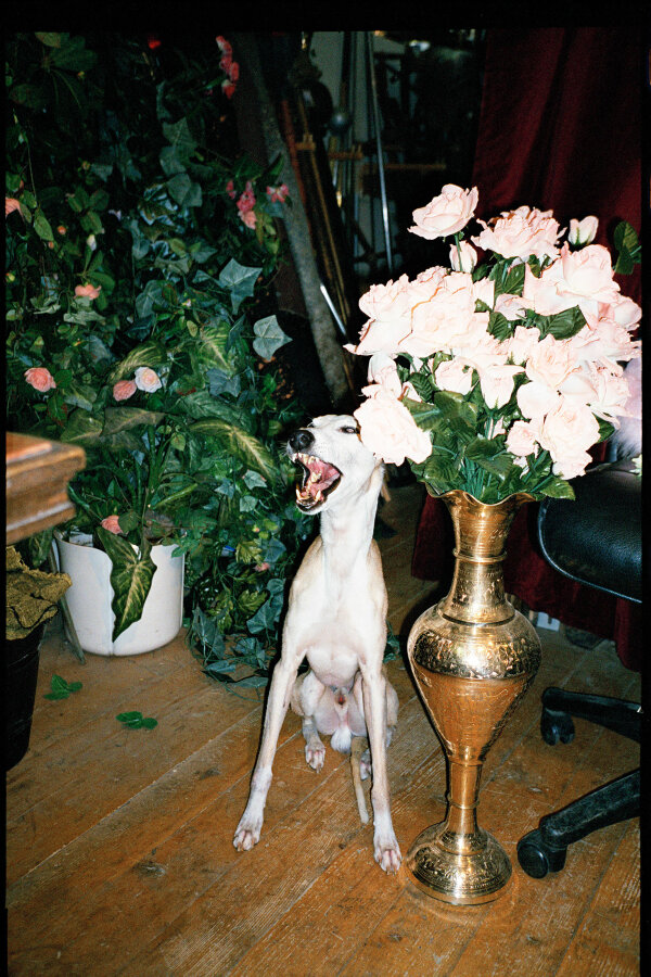 Václav Jirásek, 2015, fotografie, 30 x 19